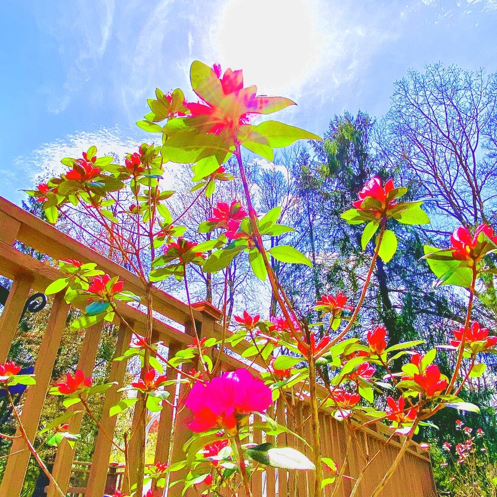 Photo Art Decor by me.. SJaneDiana PHOTOGRAPHY